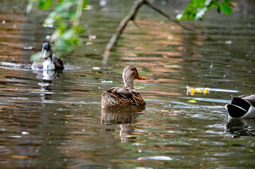 Eine Ente auf dem Wasser