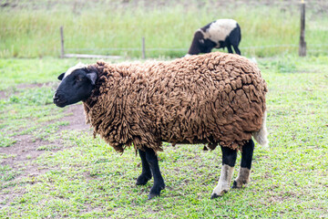 Isolated sheep grazing grass in selective focus and blurred background