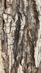 Bark texture of a native species of walnut 