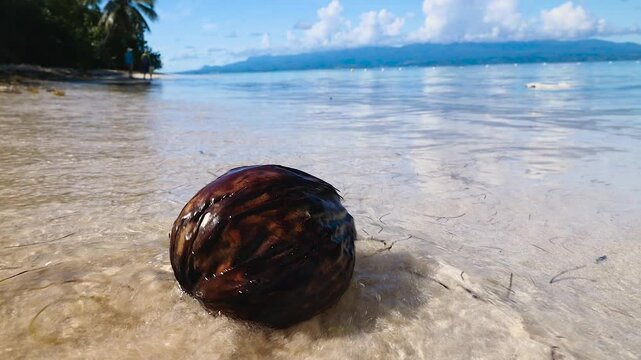 Fresh coconut washed with sea water lying on a sunny sandy tropical beach in Guadeloupe slow motion