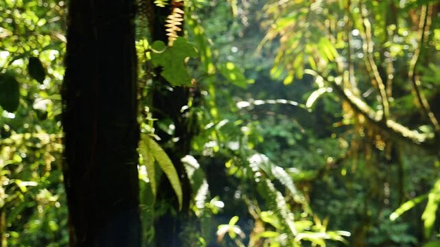 A lonely walk through a beautiful green rain forest in Guadeloupe Slow Motion