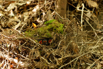 Fairy pitta (Pitta nympha) in Japan