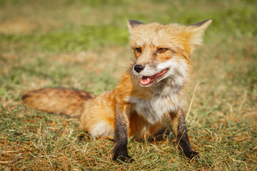 A close up of a Red Fox in the grass