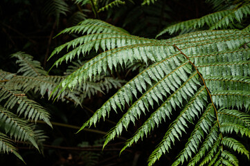 Close up of the leaves of the Alsophila spinulosa tree