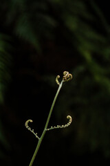 Close-up of spores of fern plant Alsophila spinulosa tree