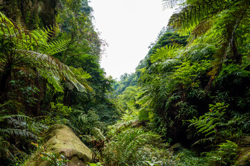 A valley filled with ferns