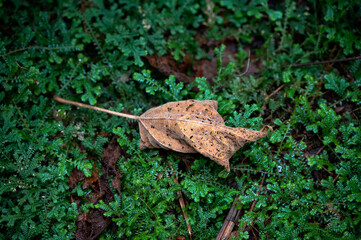 A withered leaf on a damp grassland