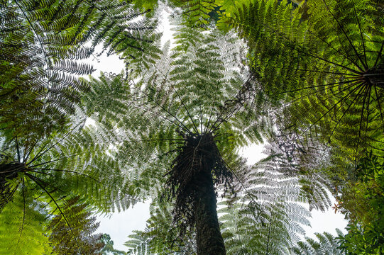 Fern plant Alsophila spinulosa tree