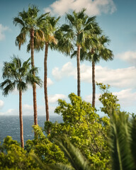 Fototapeta premium Palmen im Paradies: Küstenlandschaft von Gran Canaria