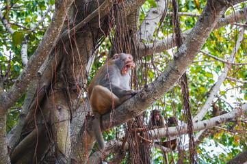 Aggressive angry monkey screams sitting on a tree in the forest in nature on Monkey Mountain in Vietnam in Asia