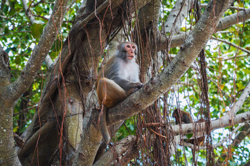 monkey sitting on a tree in the forest in nature on Monkey Mountain in Vietnam in Asia