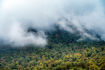 The mountain forest scenery shrouded in clouds and mist in early autumn