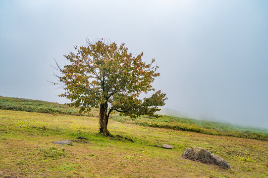 In the misty weather of early autumn, a lone tree on the hillside - Powered by Adobe