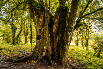 Close-up of the trunk of an ancient tree in the forest