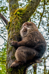 A monkey crawling on a tree in the forest