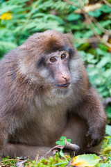 Close up of a macaque in the bushes