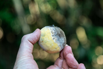 Very rare and exotic woody bamboo mushroom, unknown to science