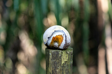 Very rare and exotic woody bamboo mushroom, unknown to science