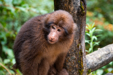 Close up of a macaque in the bushes