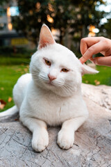 A white cat lying on a stone in the park with its ears touched by someone