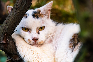 Obraz premium Close-up of a cat lying on a branch