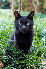 A black cat sitting in the grass