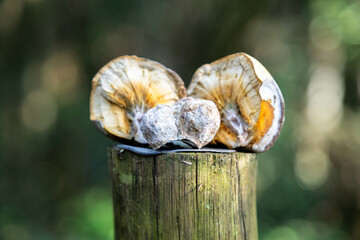 Very rare and exotic woody bamboo mushroom, unknown to science