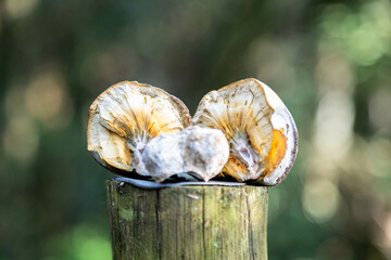 Very rare and exotic woody bamboo mushroom, unknown to science