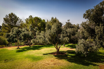 Jerusalem Olive Tree Grove in the Summer