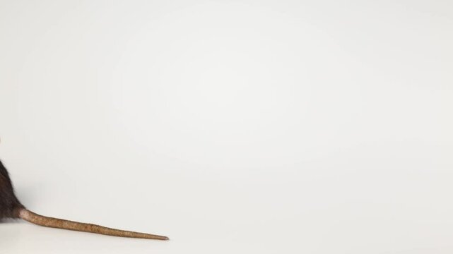 Gray rat isolated on white background. Mouse with dumbo ears close up