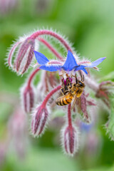 Bumblebees and honey bees pollination borage flowers, starflower