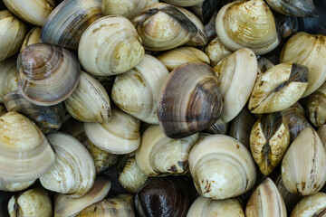 Fresh clams for seafood background
