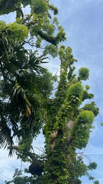 pine tree and sky