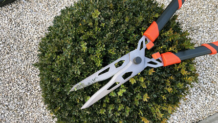 Pruning of boxwood bush with garden shears, pruning of young leaves of the bush with pruning shears of boxwood in the shape of ball, landscape garden, gardening