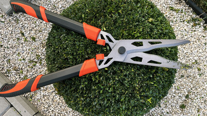 Obraz premium Pruning of boxwood bush with garden shears, pruning of young leaves of the bush with pruning shears of boxwood in the shape of ball, landscape garden, gardening