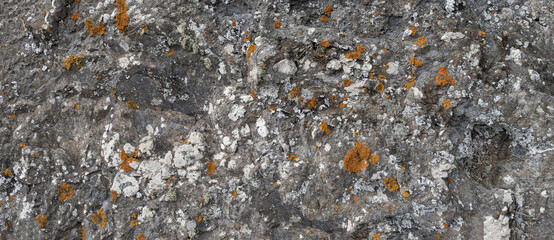 Background of natural texture from an eroded rock showing patches of moss and lichens in ochre and...