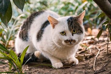 A stray cat lying in the bushes