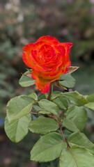 red rose in garden