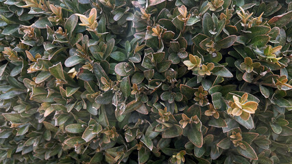 Close up of dwarf boxwood hedge, landscaping concept, place for text