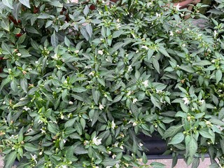 capsicum annuum white green chilli leaf plants