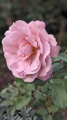 Obraz premium pink roses in garden