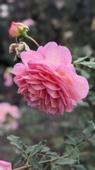 Fototapeta premium pink rose flower