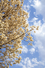 Alguns galhos de uma árvore florida, saindo do lado da imagem. Ipe branco em flor. Tabebuia roseo-alba.