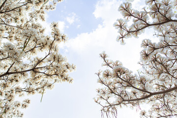 Galhos de duas árvores floridas nas laterais da imagem. Ipês brancos em flor com céu ao fundo. Com espaço para escrever. Tabebuia roseo-alba.