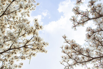 Galhos de duas árvores floridas nas laterais da imagem. Ipês brancos em flor com céu ao fundo. Com espaço para escrever. Tabebuia roseo-alba.