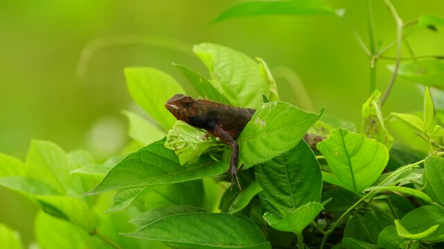 Oriental Garden Lizard Red (Calotes versicolor)