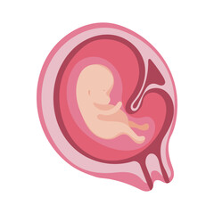 Baby in womb of pregnant woman