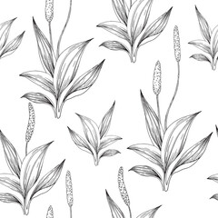 Plantain hand drawn seamless graphic pattern. Ornament with plantain leaves drawn with ink. For cosmetics and medicine design © Anastasiia
