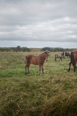 Obraz premium horses in the field