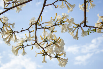 Detalhe de alguns galhos de um ipê branco florido com o céu ao fundo.